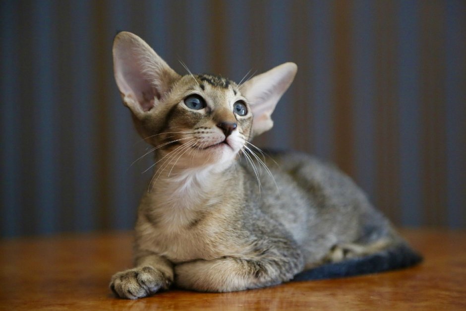 Шоколадно тикированный ориентальный кот