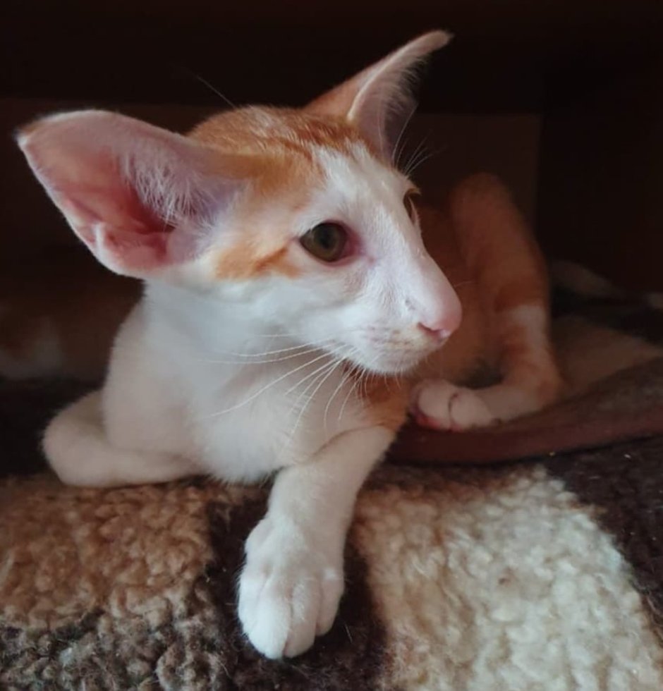 Сиам Ориентал персиковый