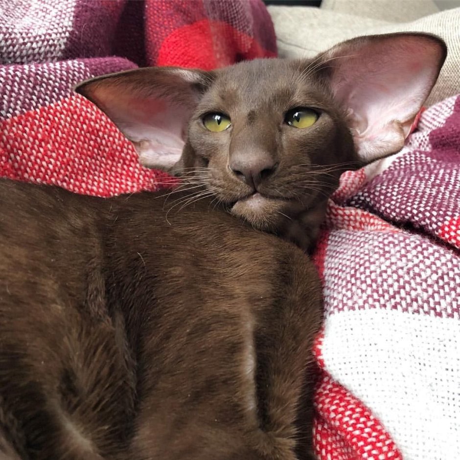 Котопес Ориентал порода