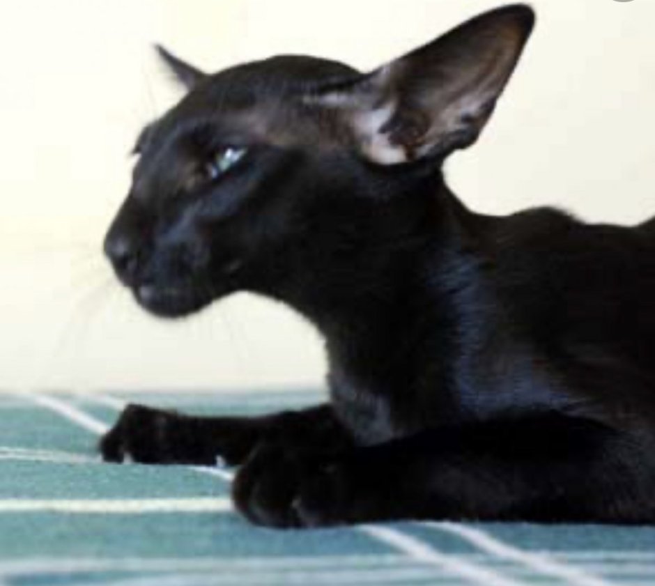 Ориентальная кошка эбони