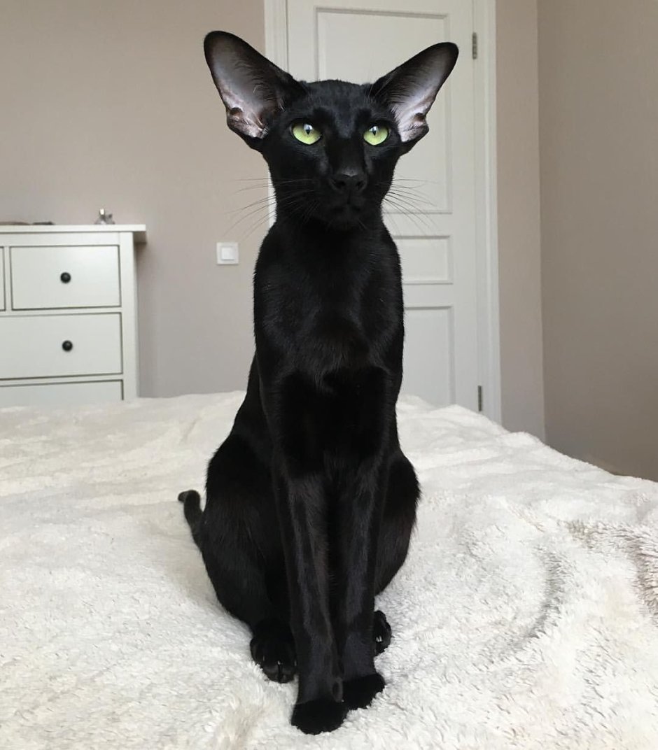 Окрасы ориентальных кошек