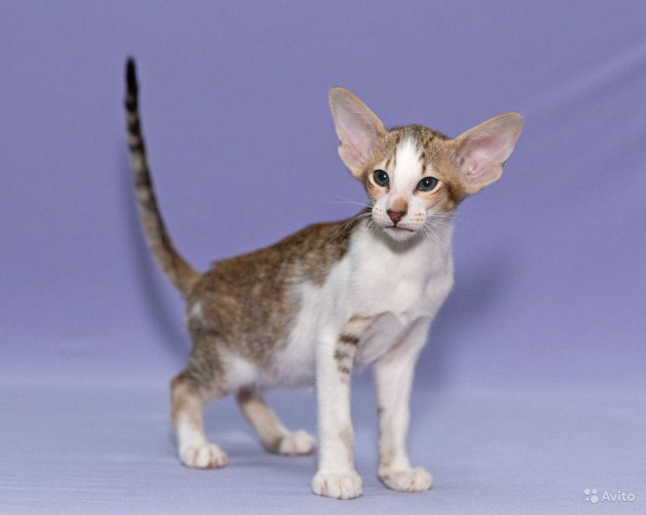 Ориентальная кошка tabby