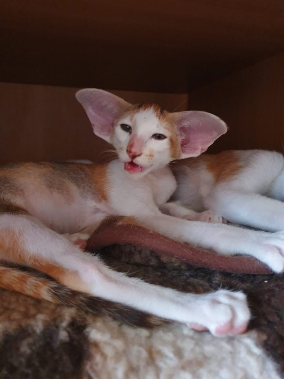 Питомник ориентальных кошек Ростов на Дону 2021