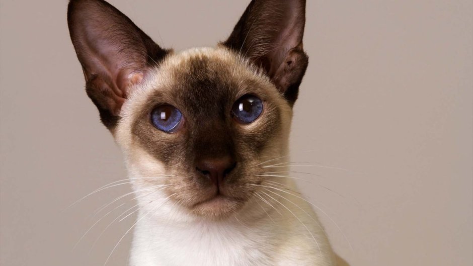 Сиамская Ориентальная кошка