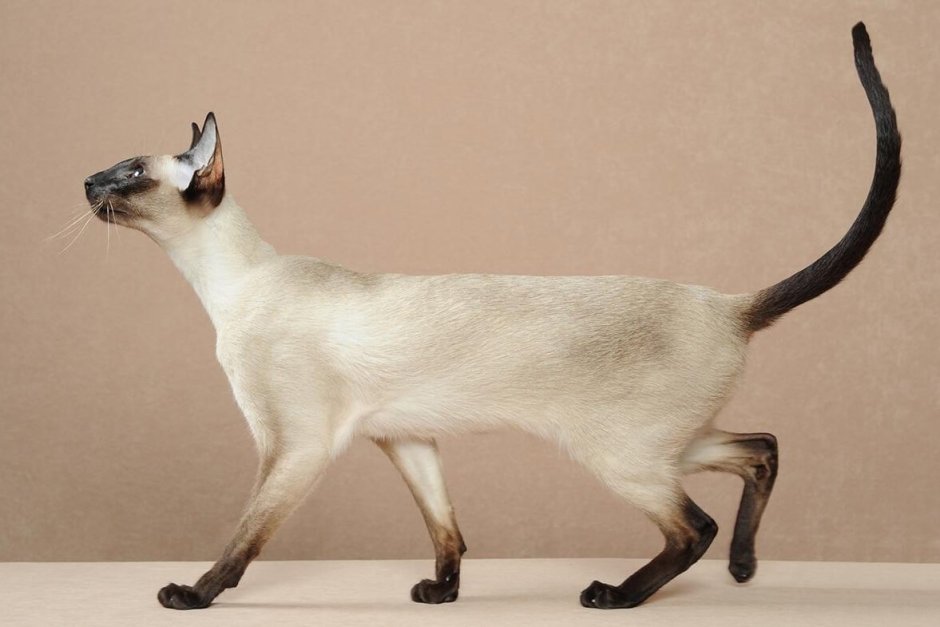 Сиамская Ориентальная короткошерстная