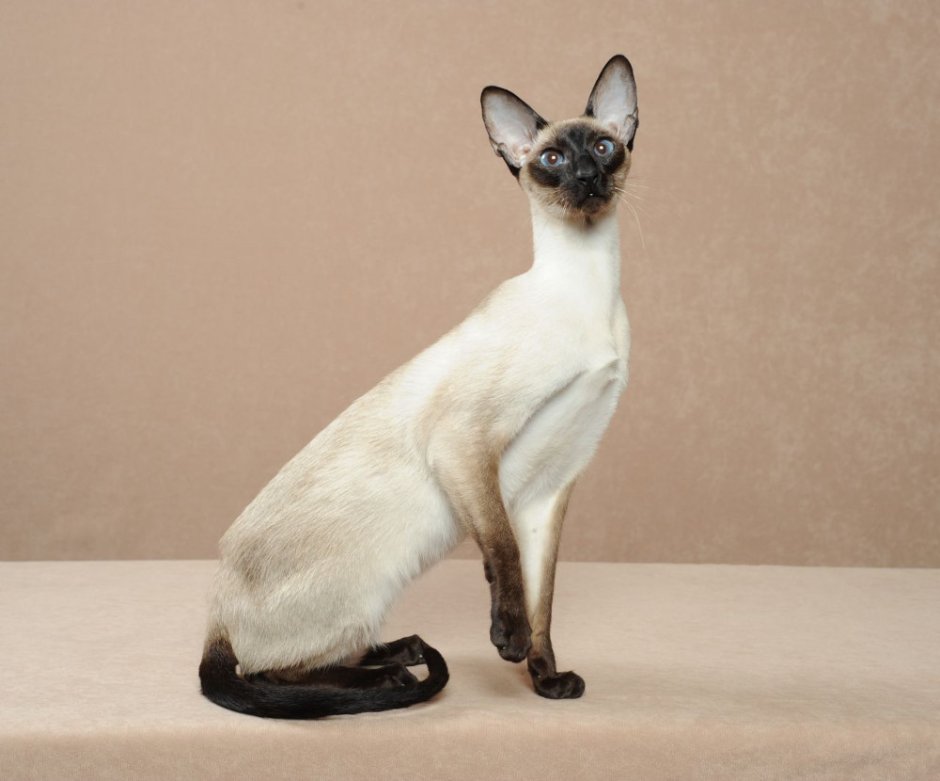 Колор Пойнт короткошерстный