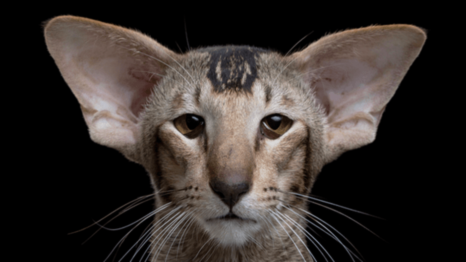 Ориентальная порода кошек