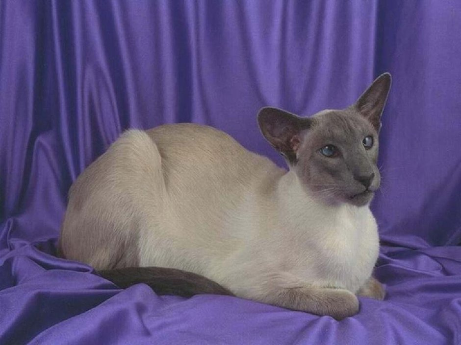 Сиамо-ориентальные кошки