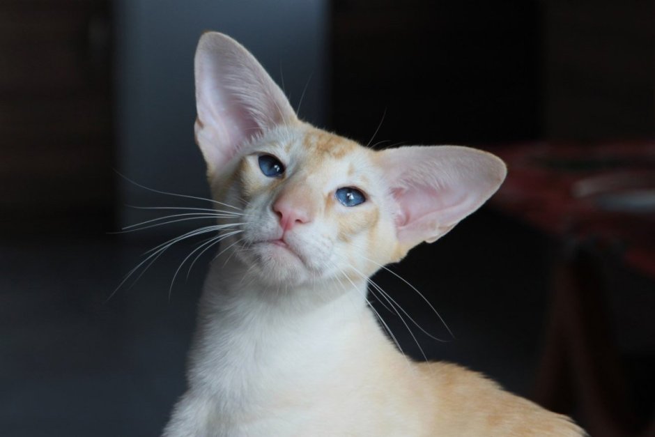 Ориентальная кошка