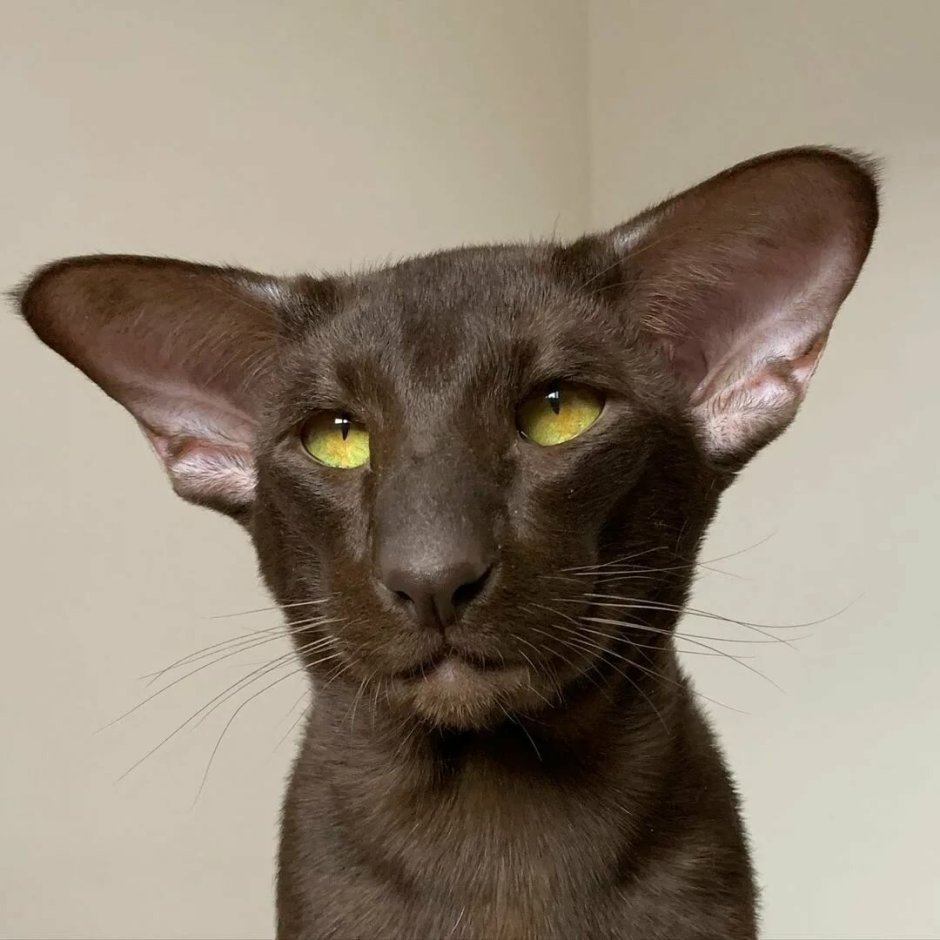 Ориентальная кошка