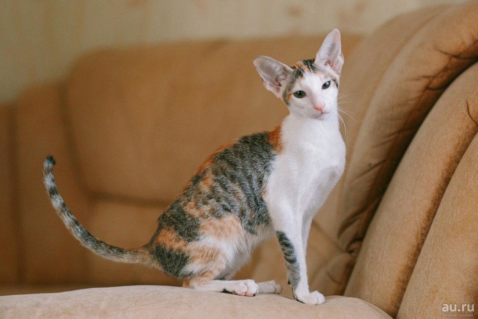 Ориентальная кошка пятнистая