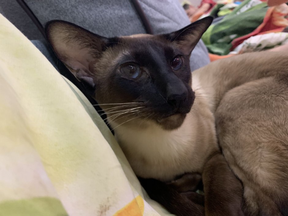 Ориентальная кошка (Ориентал)