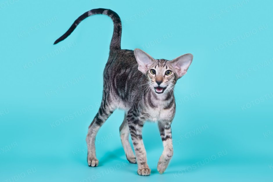 Египетская Ориентальная кошка