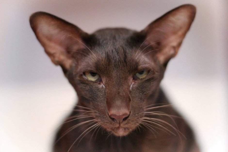 Сейшельский ориентальный кот