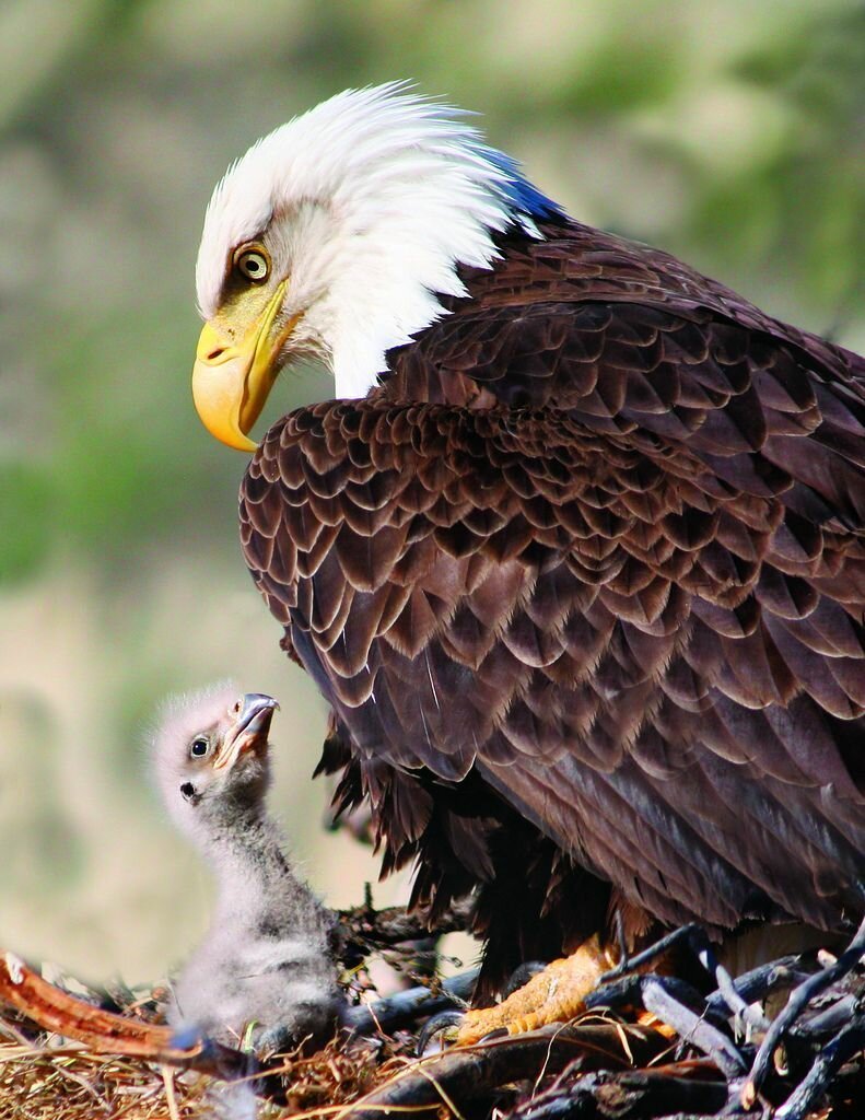 Орлан-белохвост белоголовый