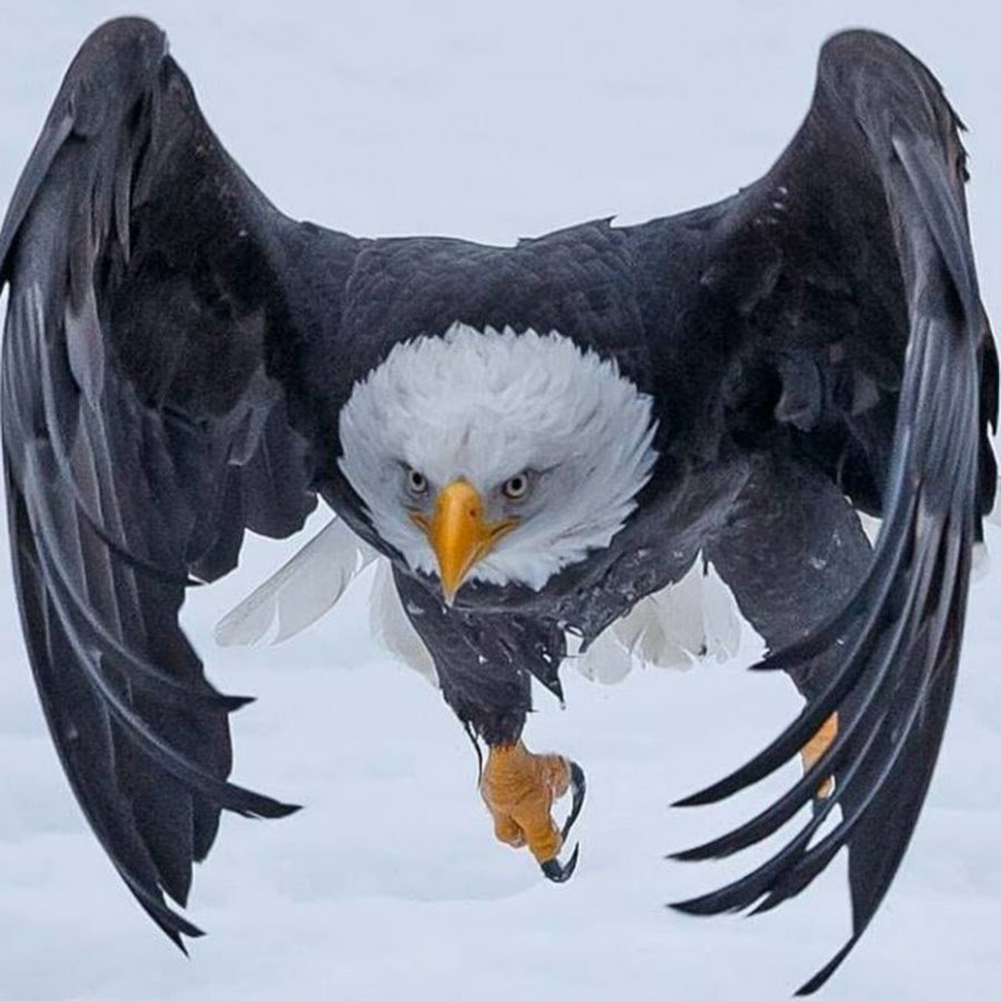 Кондор белоголовый Орлан воробьиная пустельга