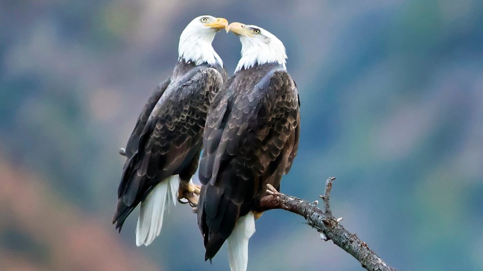 Беркут России птицы