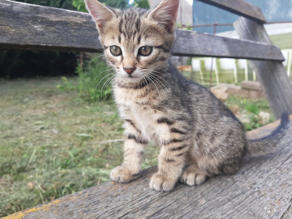 Кошка охотится