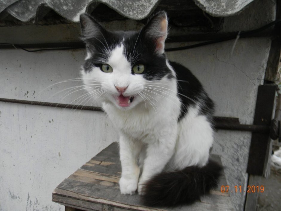 Кошка крысоловка