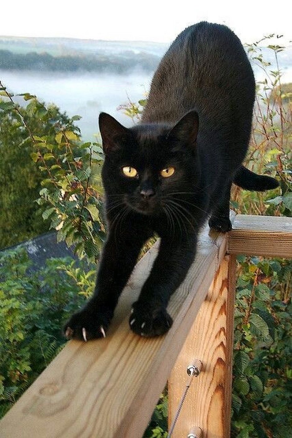 Короткошерстная Сибирская крысоловка
