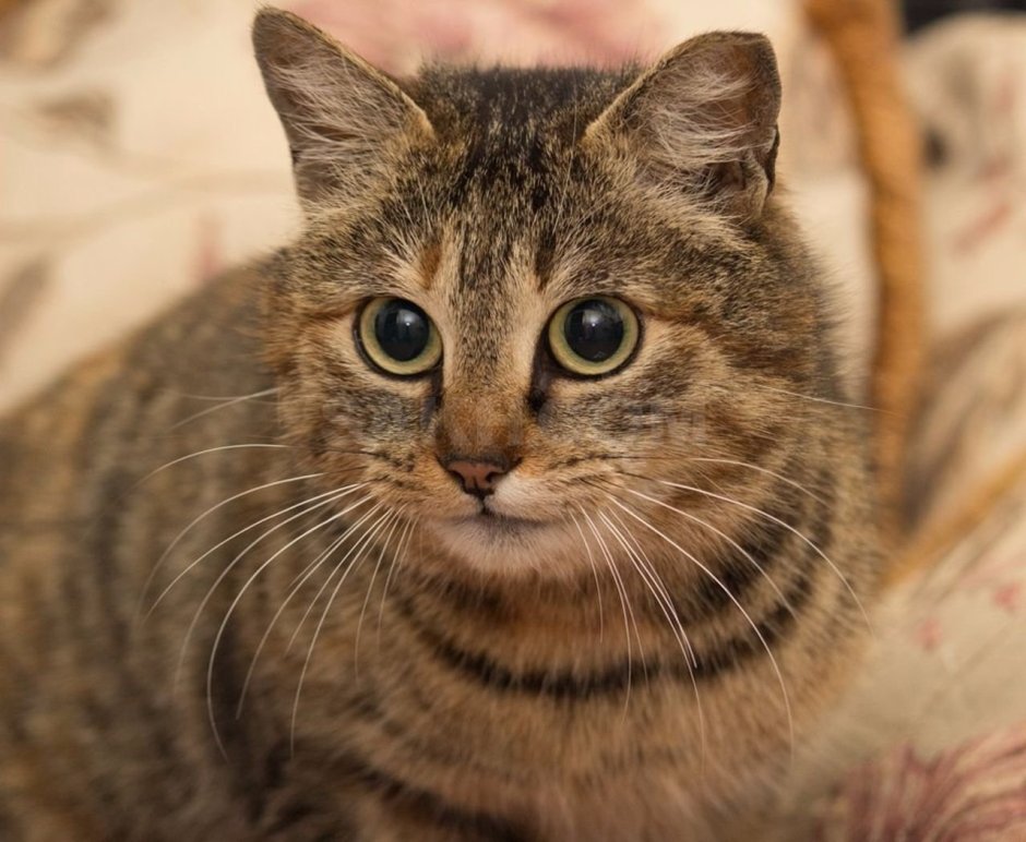 Бразильская короткошерстная кошка