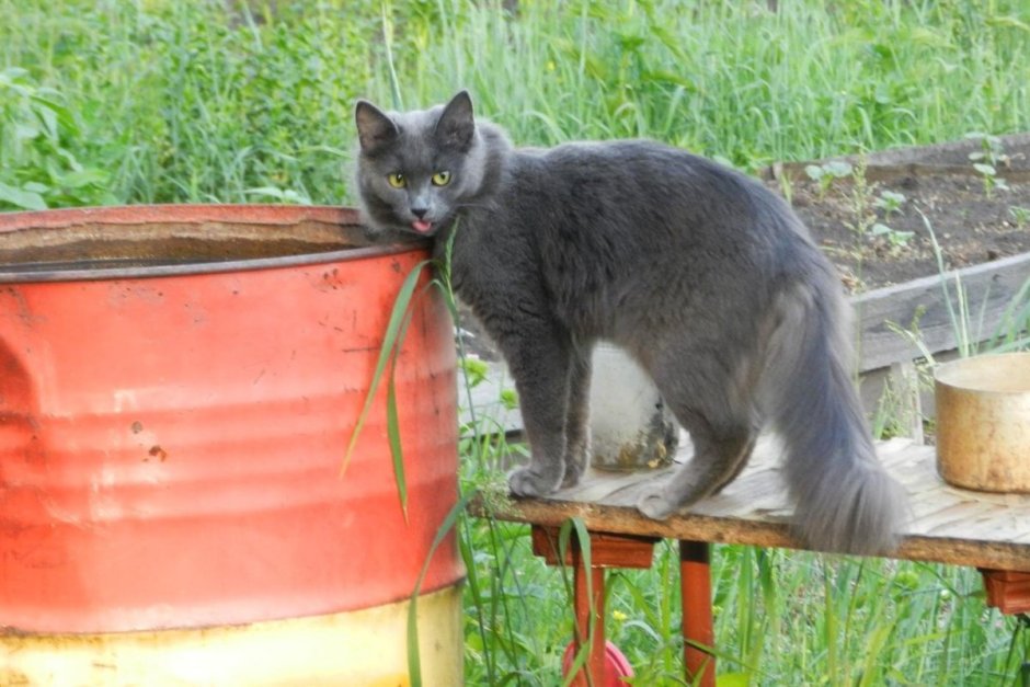 Кот ловит мышь