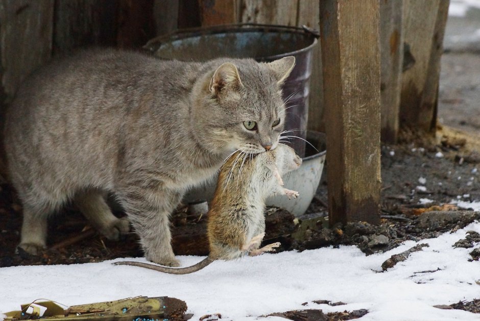 Рыжий кот с мышью
