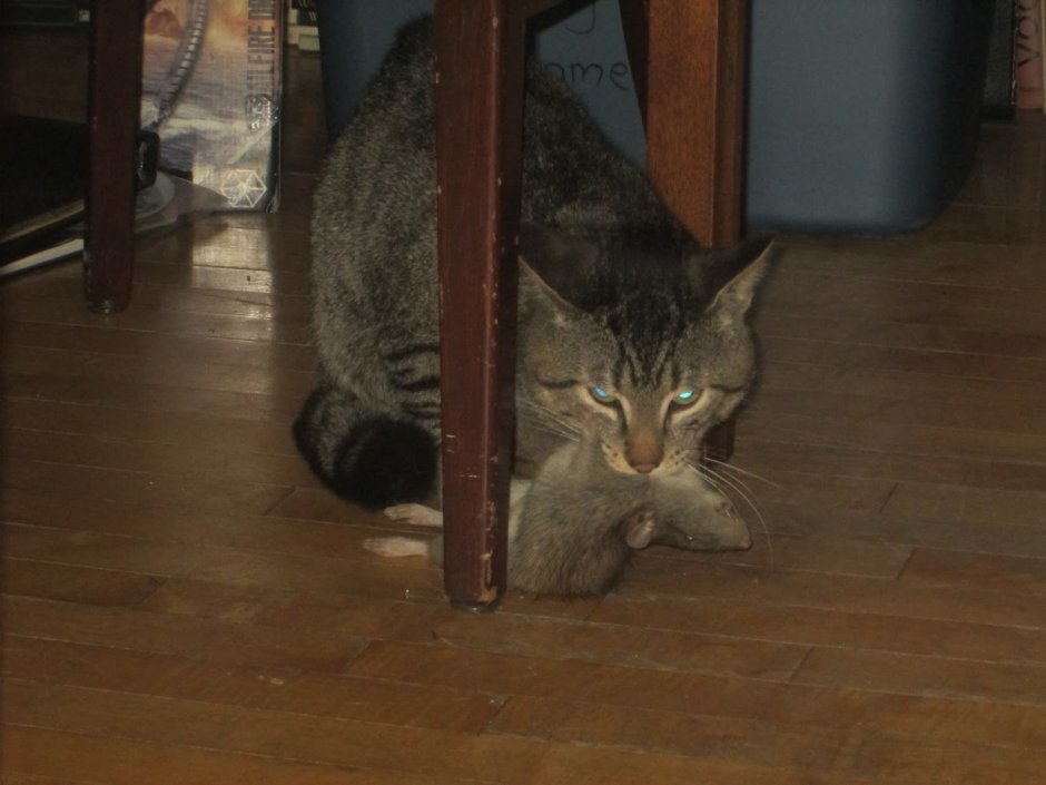 Кошка крысоловка