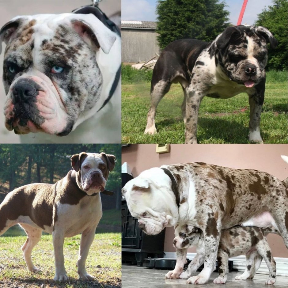 Самые опасные породы собак