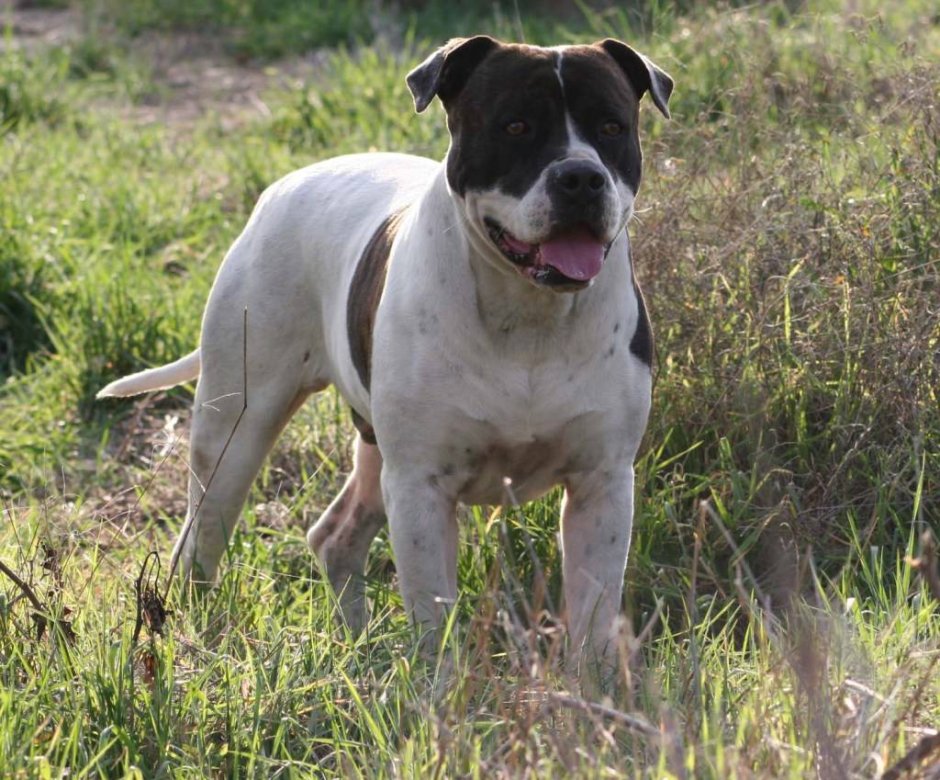 Бульдог Отто Алапахский