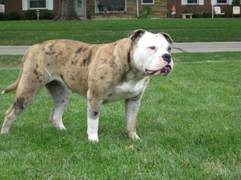 Алапахский чистокровный (Отто)