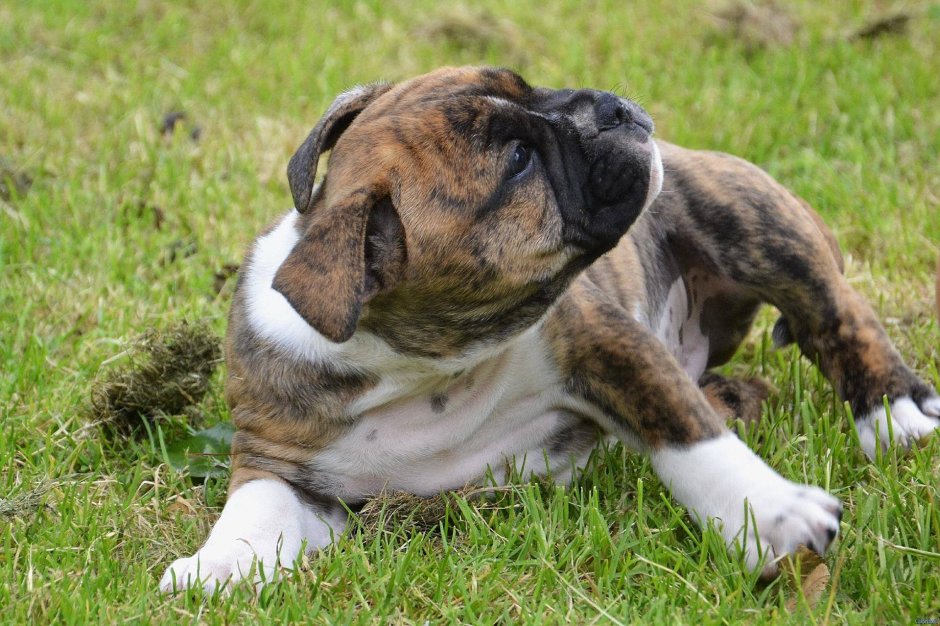 Староанглийский бульдог