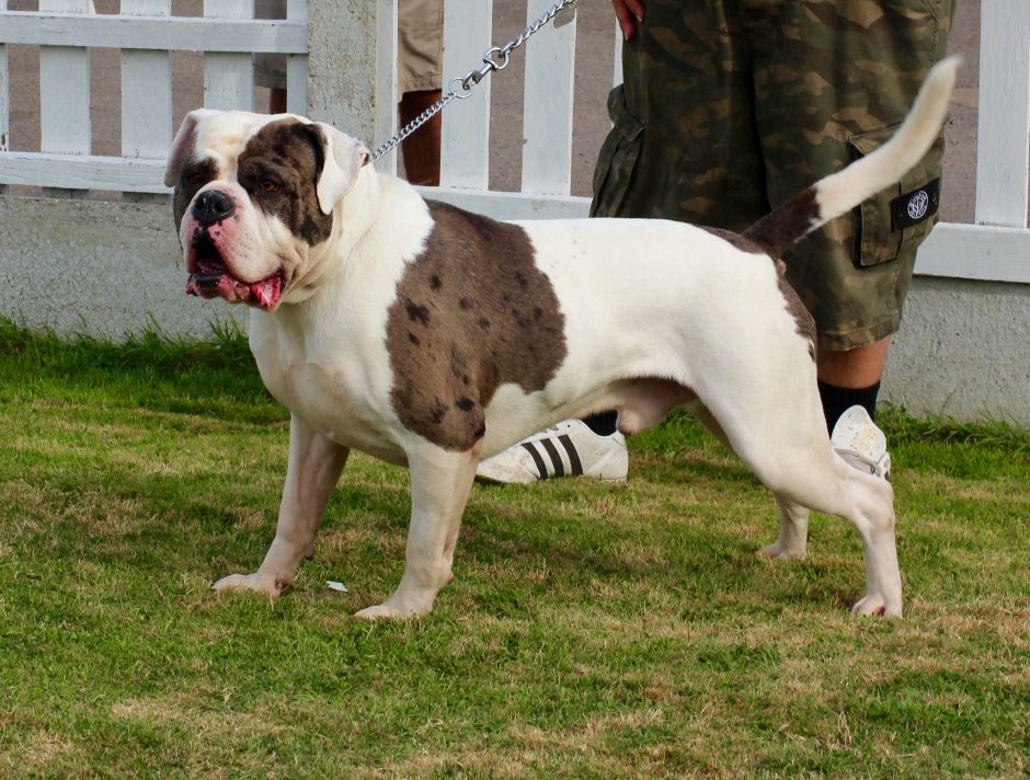 Бульдог Отто Алапахский