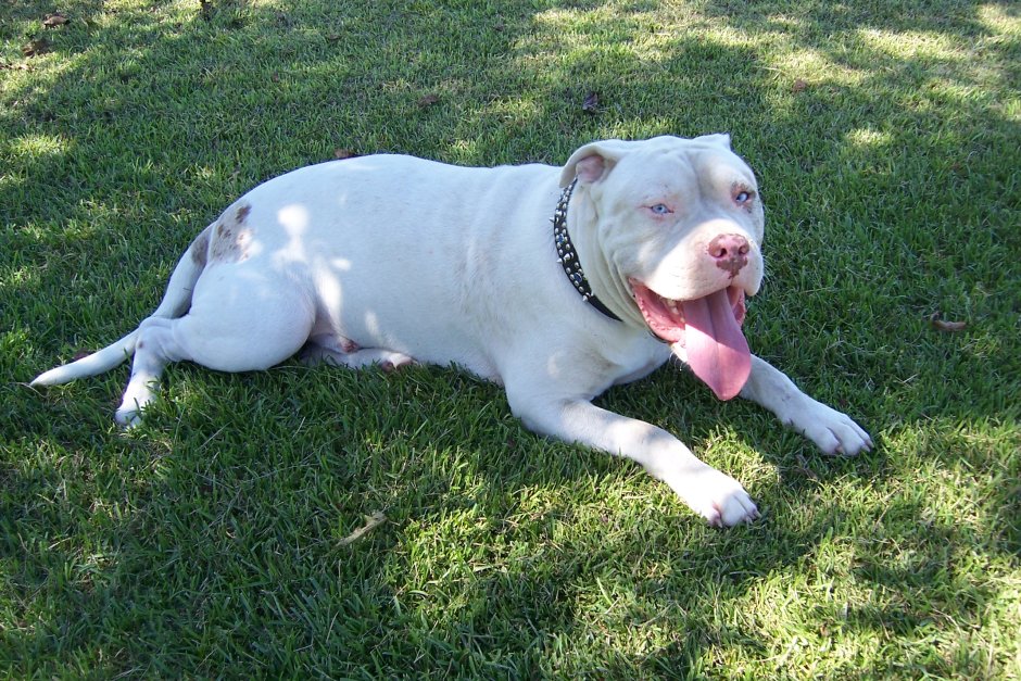 Бульдог Алапахский чистокровный Отто