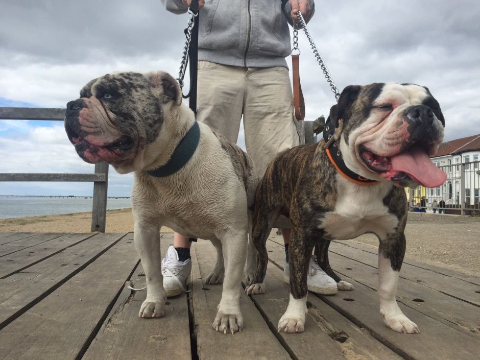 Alapaha Blue Blood Bulldog