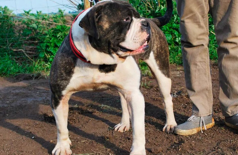 Бульдог Алапахский чистокровный Отто