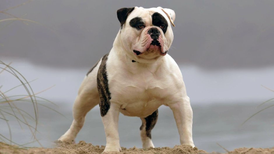 Alapaha Blue Blood Bulldog