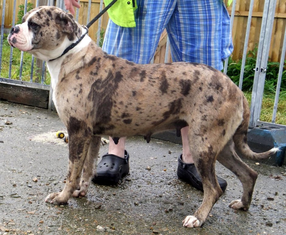 Чистокровный бульдог (Отто)