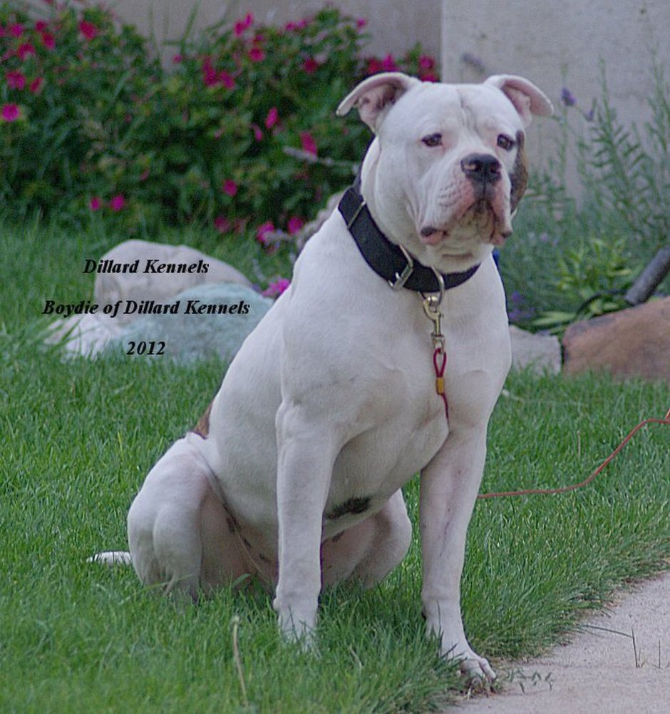 Алапахский чистокровный бульдо