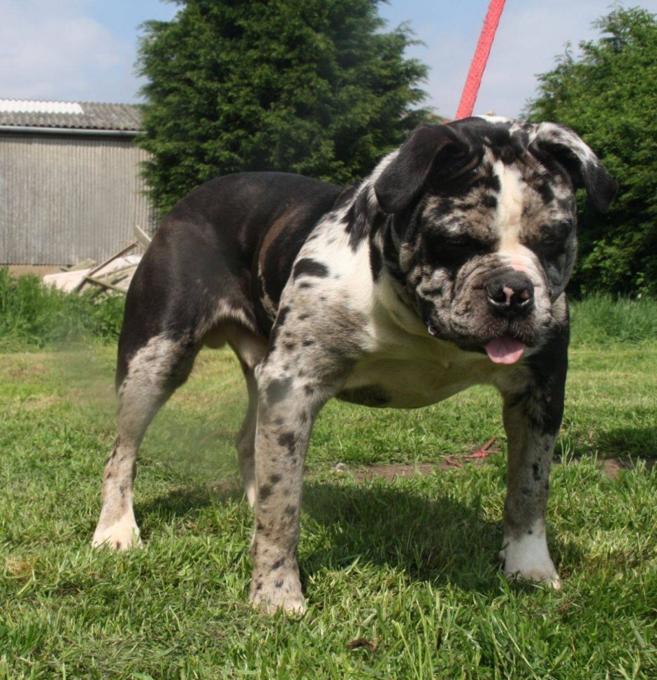 Алапахский чистокровный (Отто)