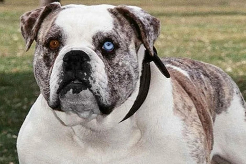 Порода собак бульдог Алапахский