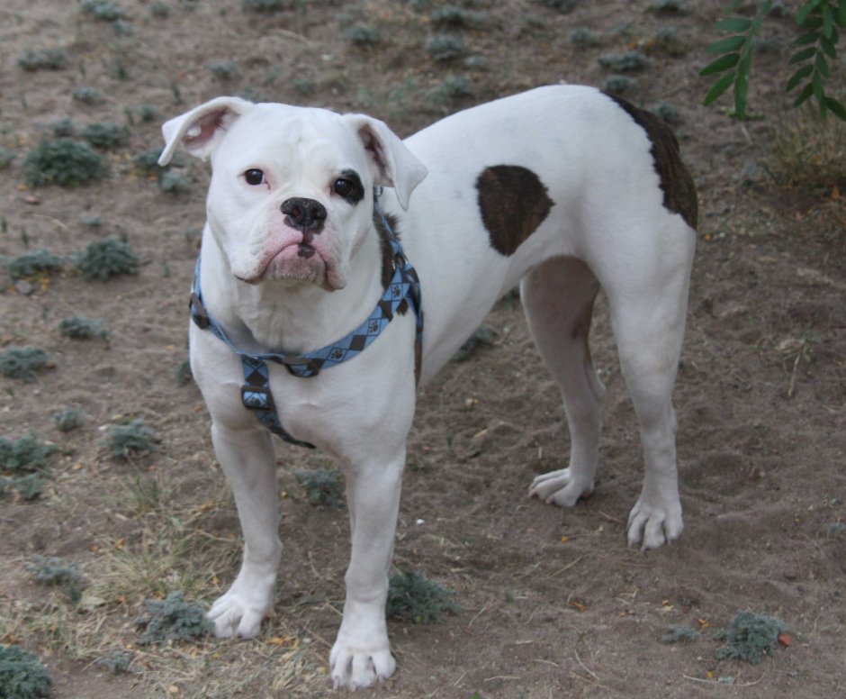 Бульдог Бойцовский староанглийский