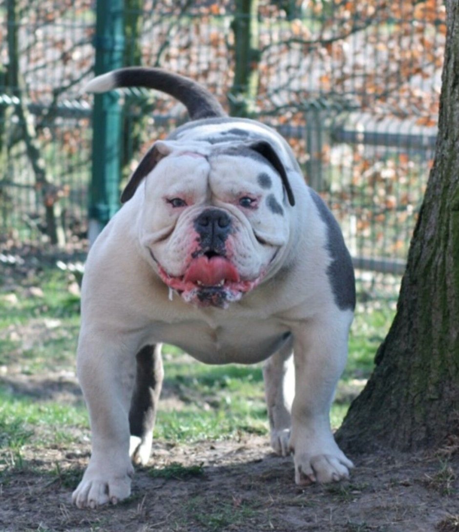 Американский бульдог Гурон