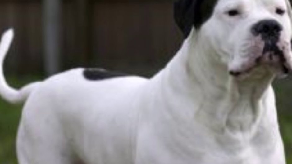 Бульдог Алапахский чистокровный