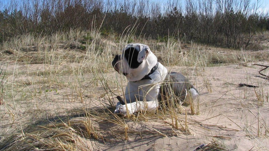 Бульдог Отто Алапахский