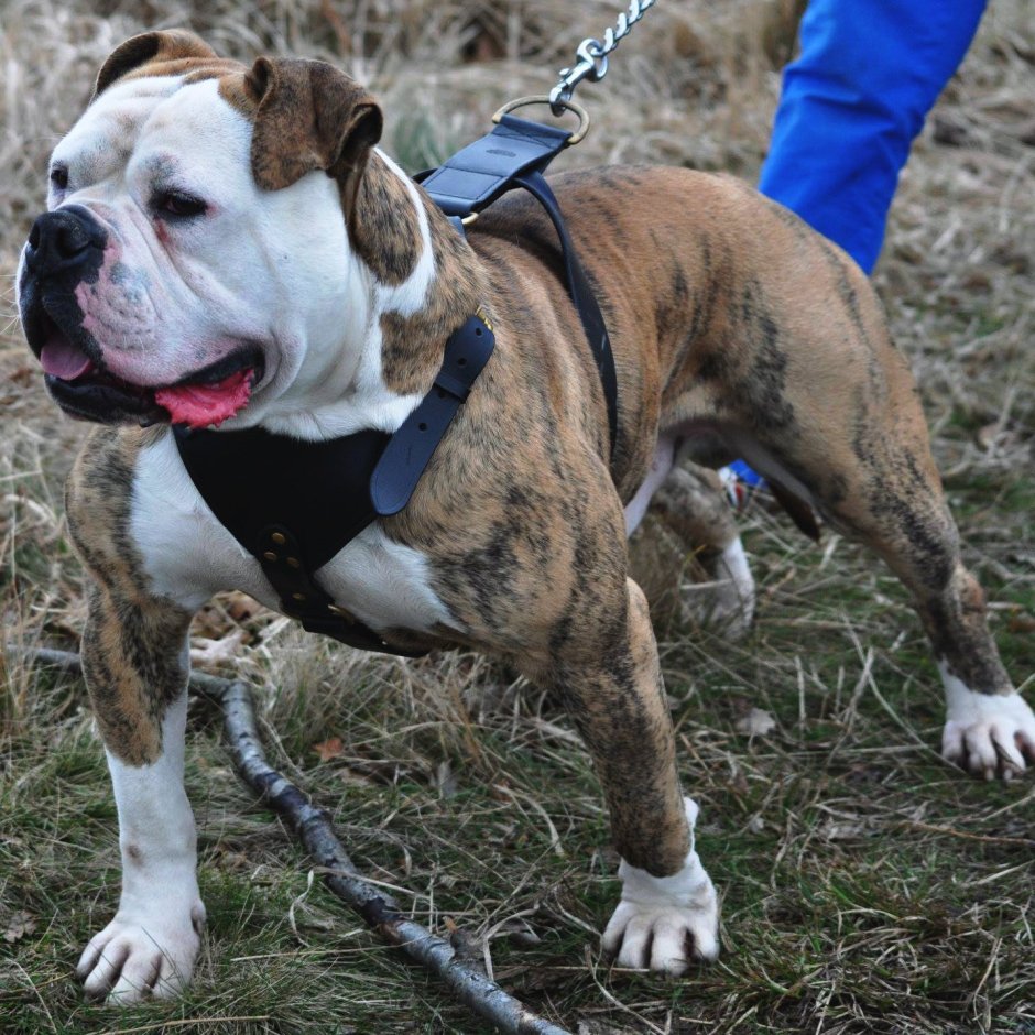 Алапахский чистокровный (Отто)