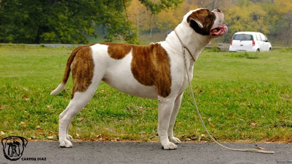 Бульдог Левитта