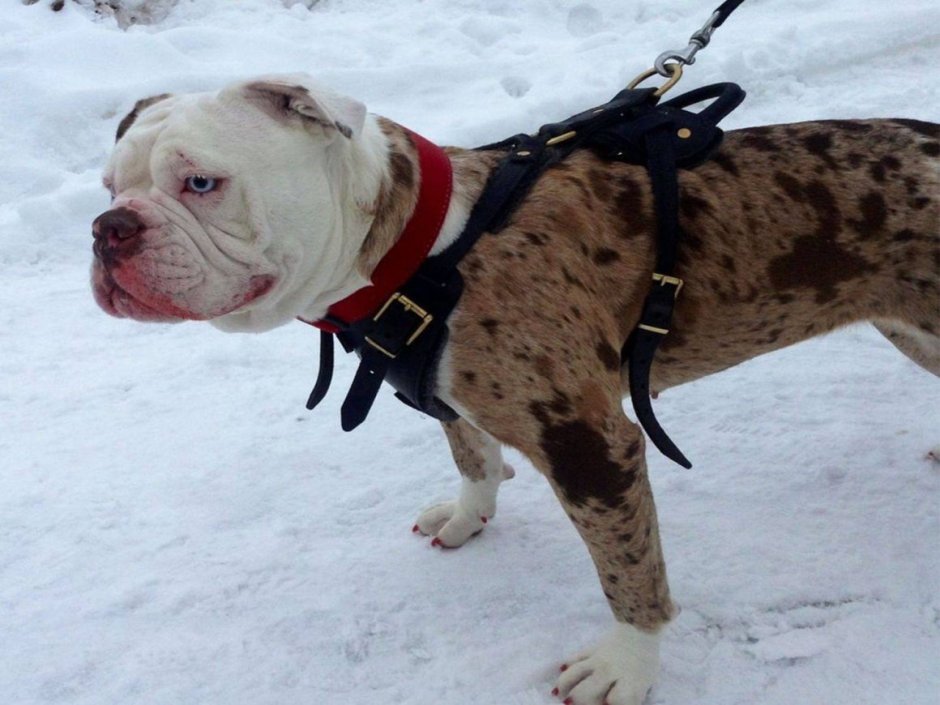 Бульдог Алапахский чистокровный Отто