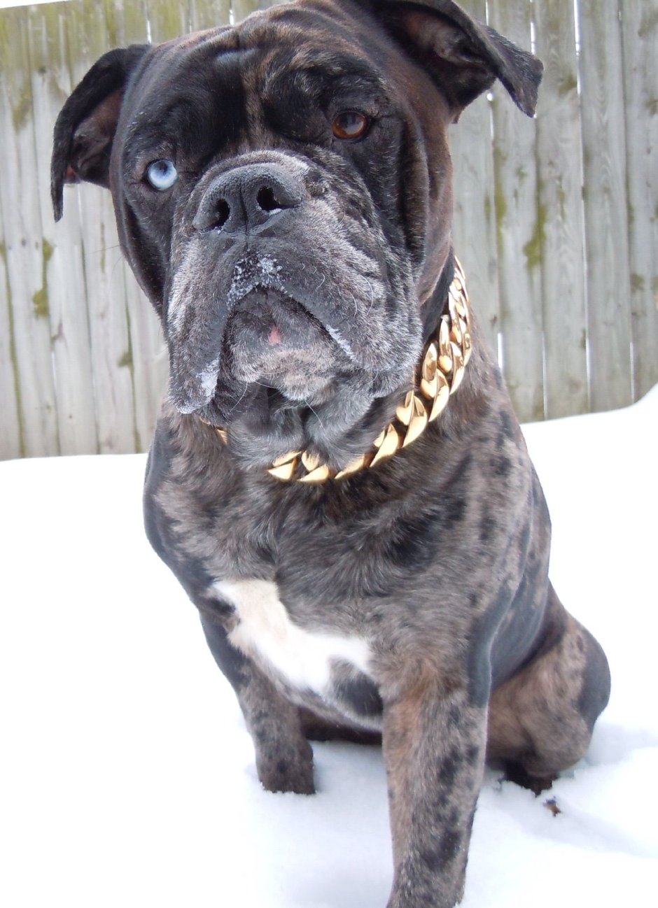 Алапахский бульдог породы собак США