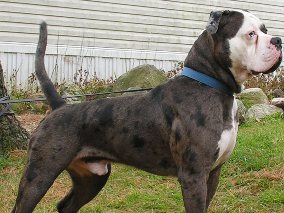 Бульдог Алапахский Бульмастиф